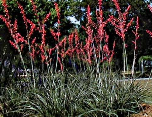 Water-Wise Plants at the Aqueduct Garden
