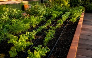 Drip lines watering a raised vegetable bed