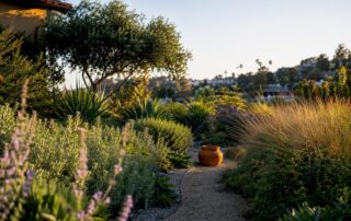 Drought tolerant native garden in Los Angeles