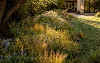 Native meadow replacing traditional backyard lawn