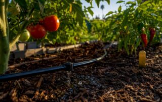 Drip emitter watering vegetable garden roots