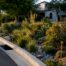 Mature bioswale filtering runoff beside home