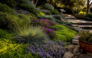Layered drought tolerant groundcovers on a slope