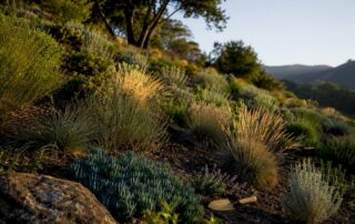 Layered drought-tolerant plants stabilizing hillside