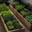 Compact raised bed kitchen garden layout