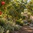 Low-chill fruit trees in Los Angeles backyard