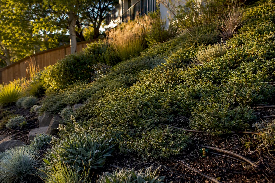 Groundcover and drip lines stabilize sloped yard