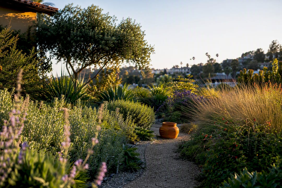Cut Water Use by Half: Drought Tolerant Plants for Los Angeles