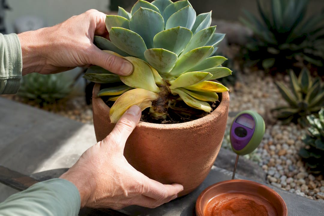 Yellowing succulent showing overwatering damage