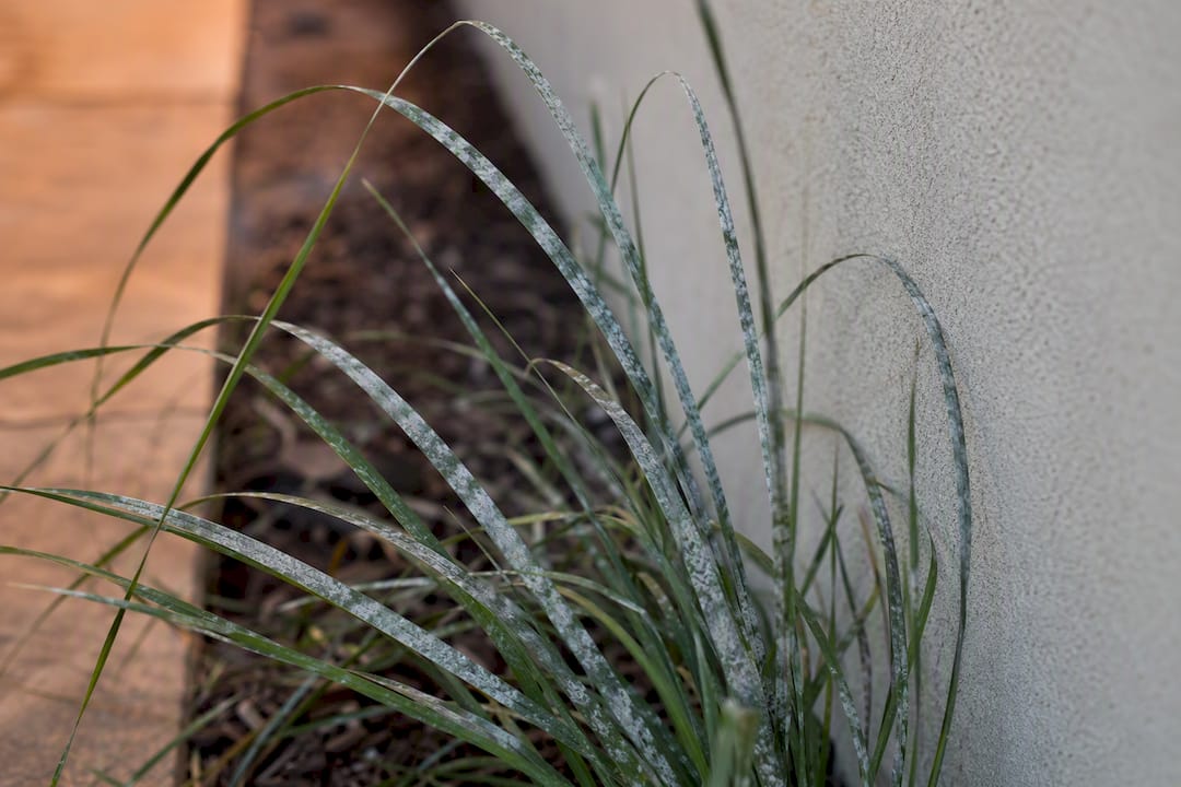 Powdery mildew on ornamental grass near wall