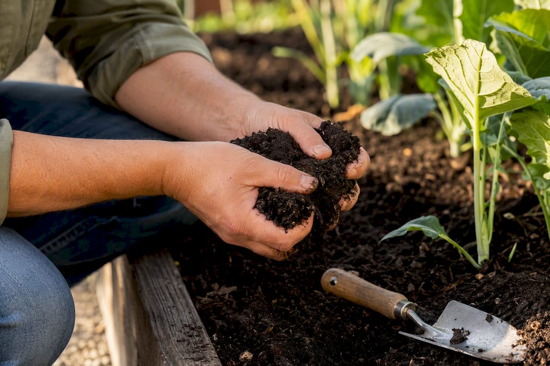 Hands testing vegetable garden soil moisture