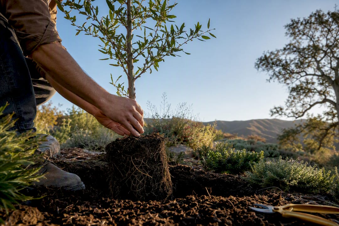 Planting a native tree in a Los Angeles garden