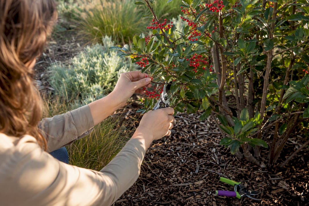 Pruning a toyon shrub in a native garden