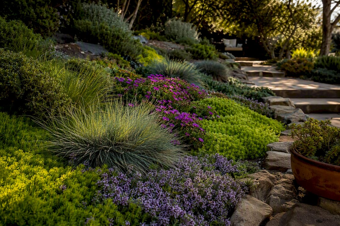 Layered drought tolerant groundcovers on a slope