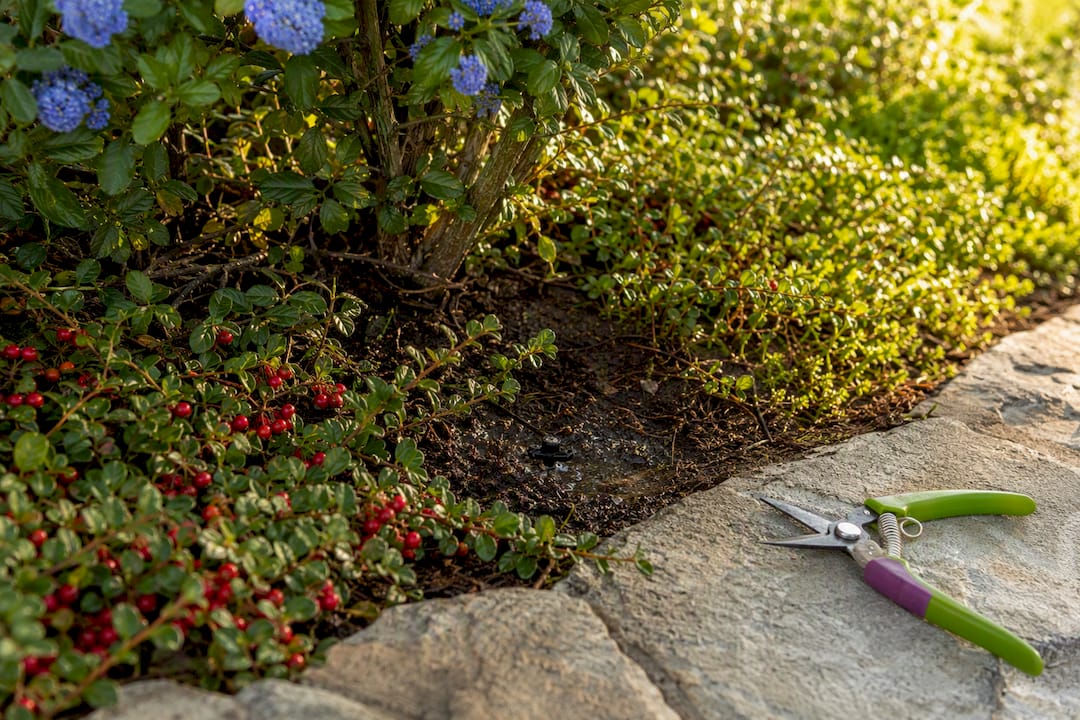 Drip irrigation watering established groundcovers