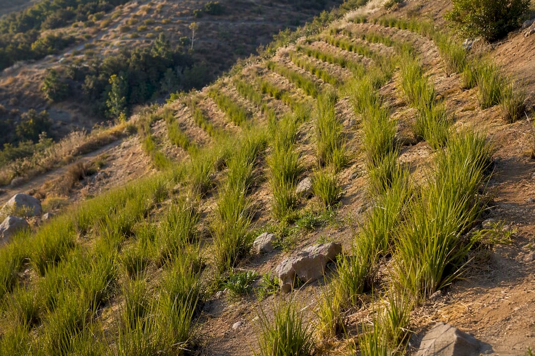 Vetiver hedgerows crossing a steep slope