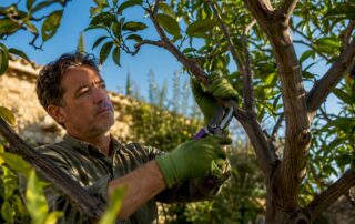 Gardener pruning a citrus tree beneath leafy canopy
