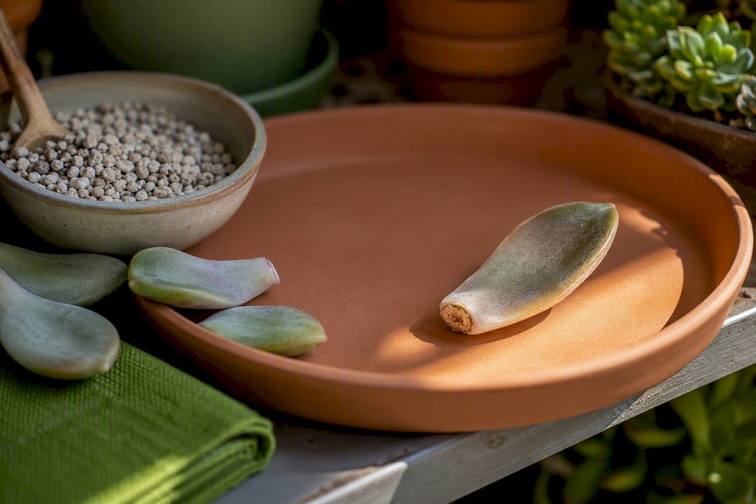 Succulent leaf cutting drying before propagation