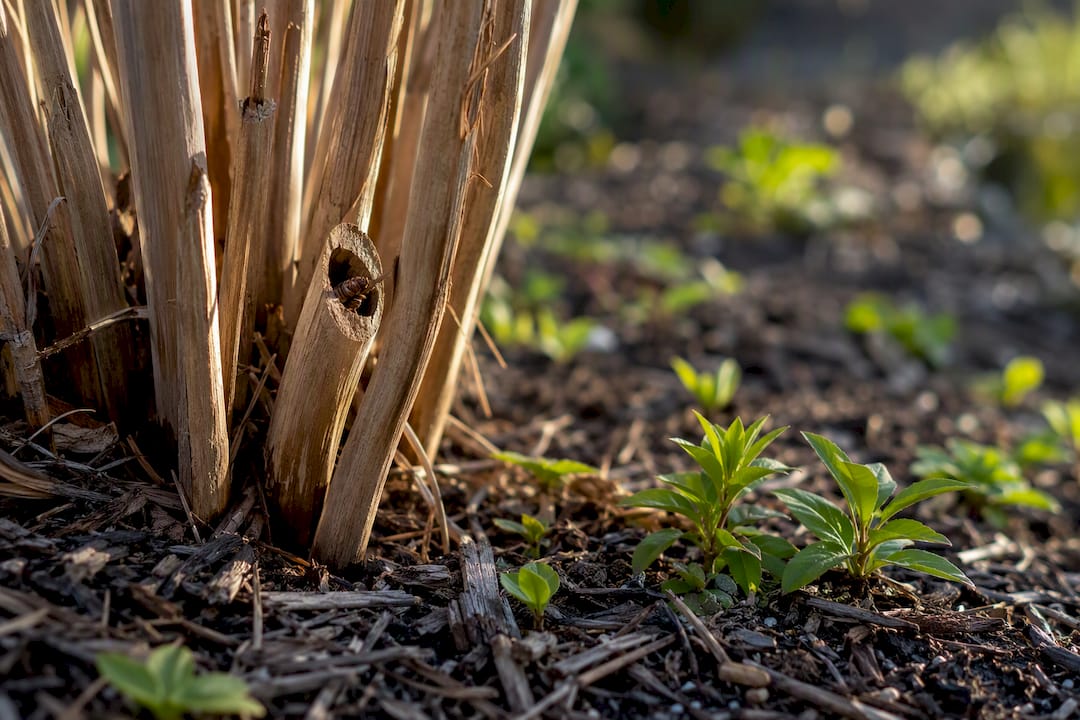 Overwintering insect shelter in meadow stems