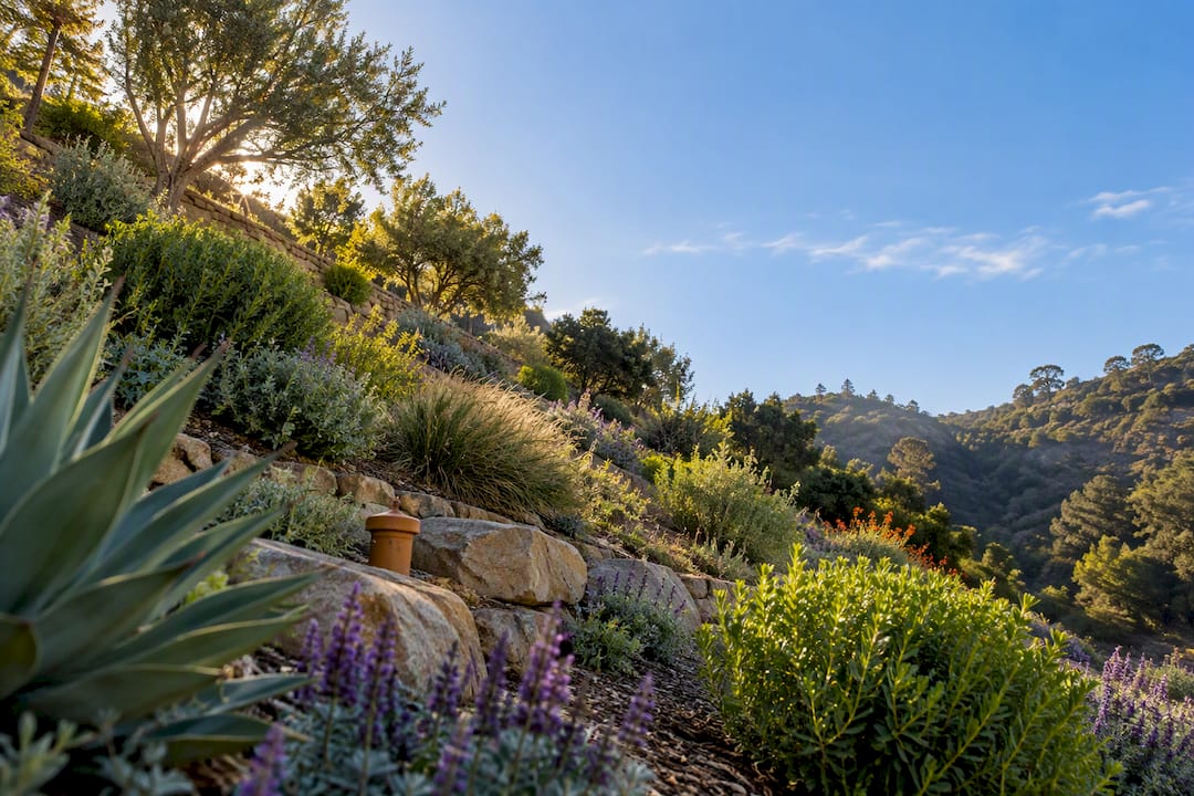 Drought-wise plants across a Los Angeles hillside