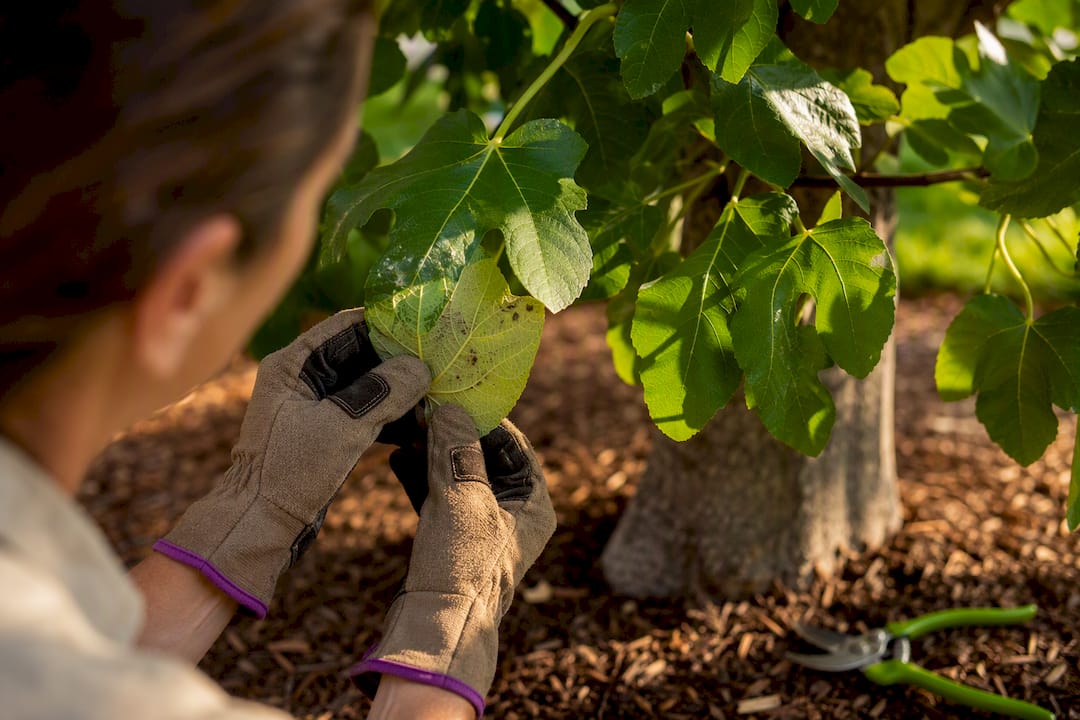 Arborist inspecting tree leaves for pests