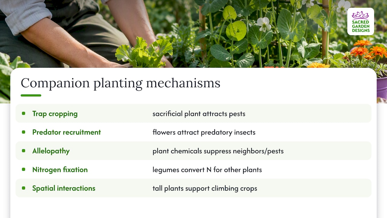 Five companion planting mechanisms explained