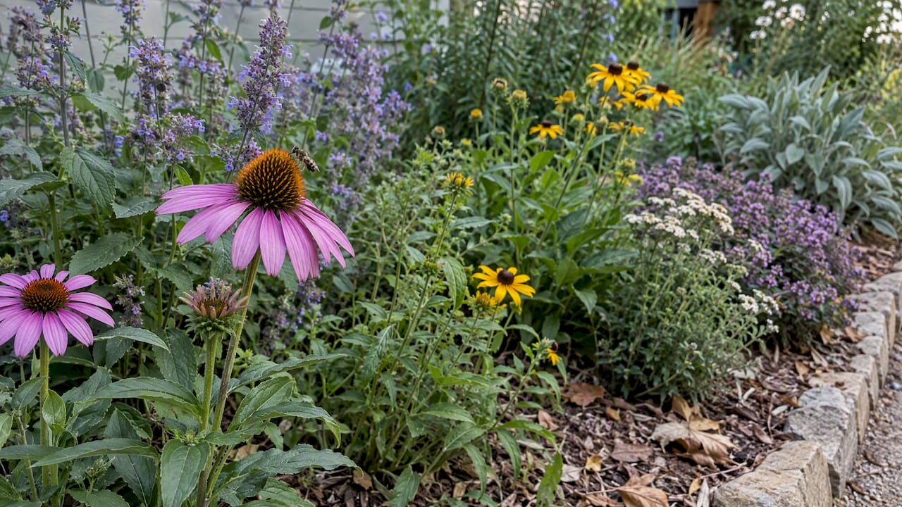 Native flowers attracting beneficial garden insects