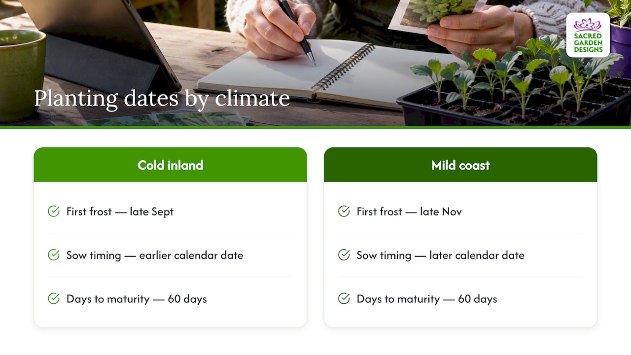 Broccoli planting timing for inland and coastal climates