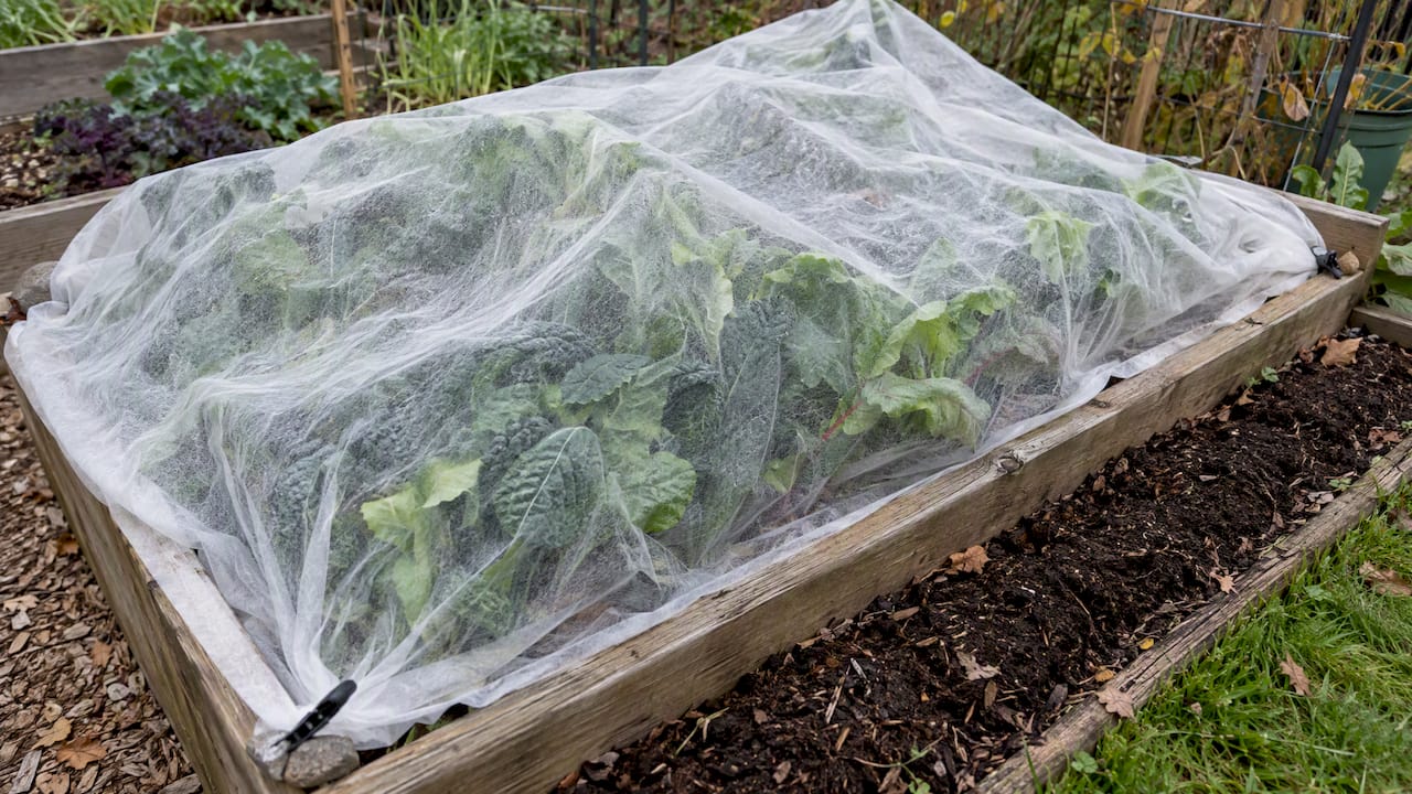Row cover protecting fall greens in a garden