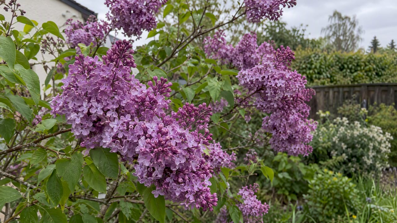 Purple lilac blossoms on a flowering shrub