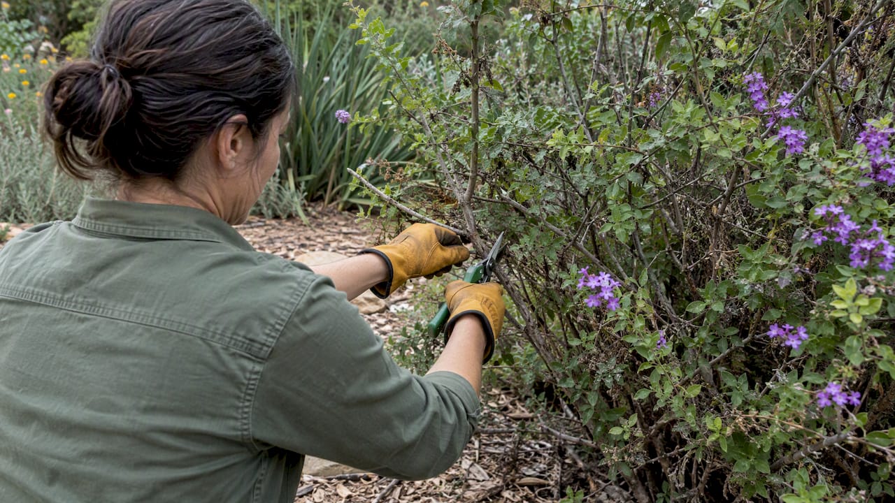 Gardener pruning a flowering shrub in a water-wise garden
