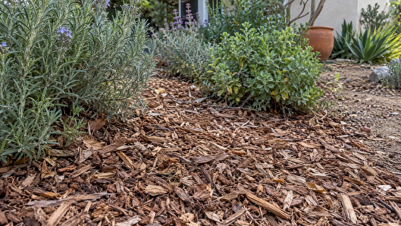 Wood chip mulch around drought tolerant plants