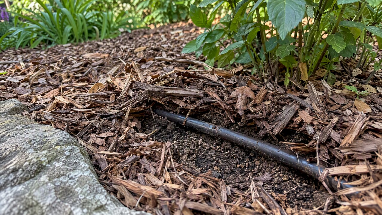 Drip line installed beneath garden mulch