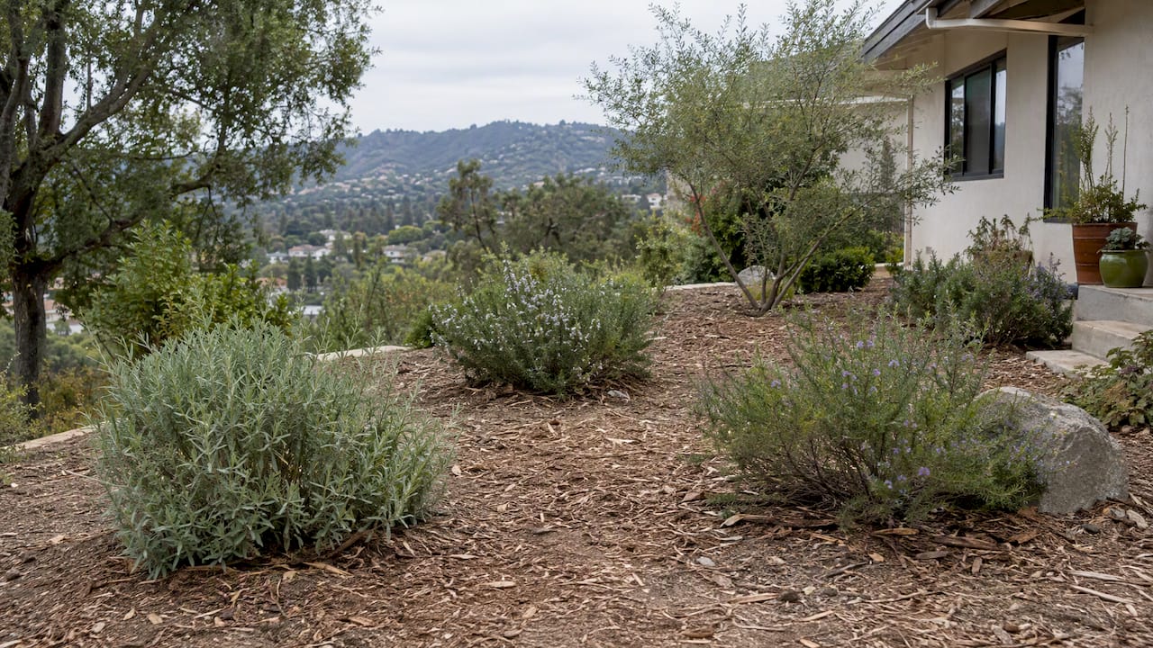 Spaced native shrubs with a thin mulch layer