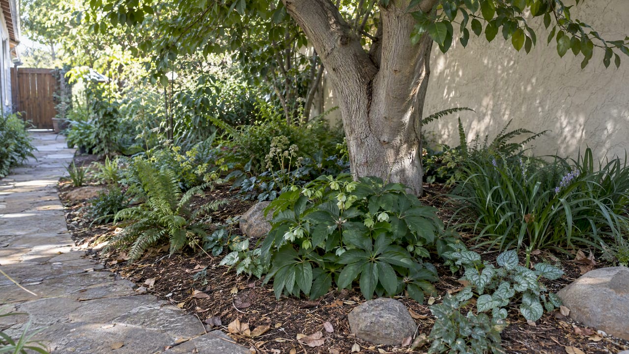 Shade-tolerant plants beneath a mature garden tree