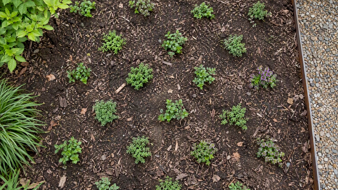 Staggered groundcover starts in a mulched bed