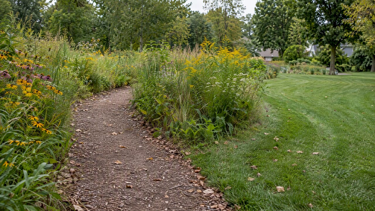 Mowed edge and path through a native meadow