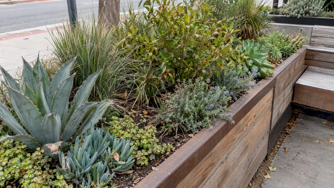 Drought-tolerant plants filling a deep parklet planter