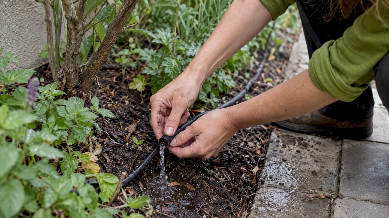 Hands flushing a clogged drip emitter