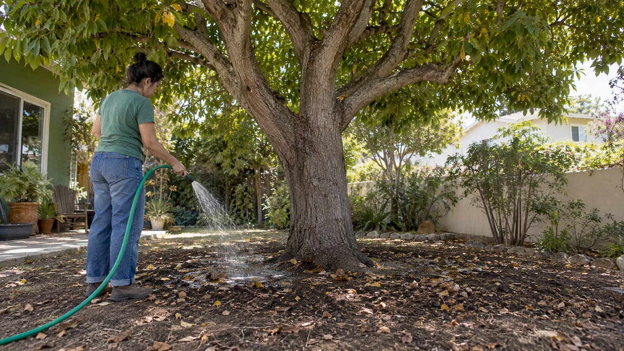 Mature tree receiving a slow drought-season soak