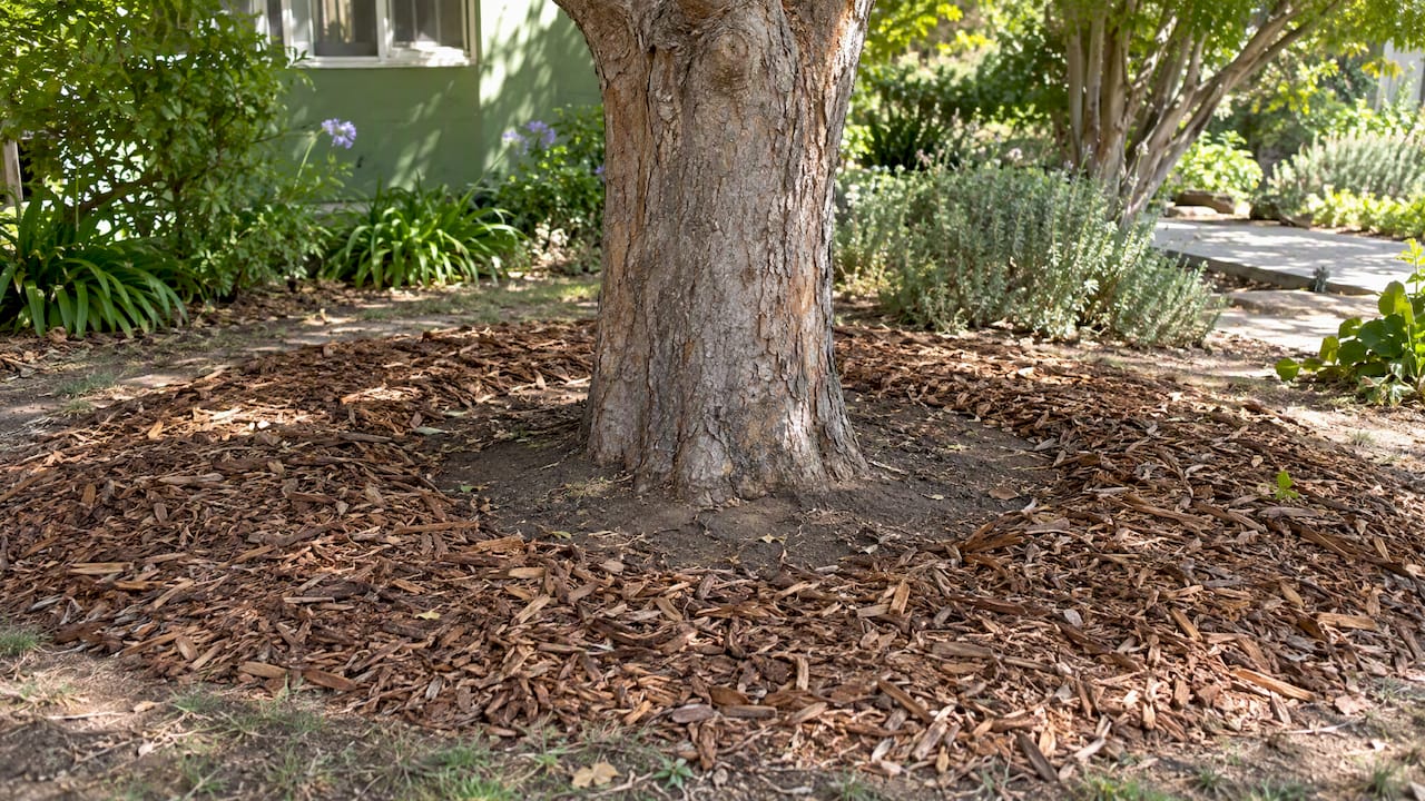 Mulch ring kept clear of the tree trunk