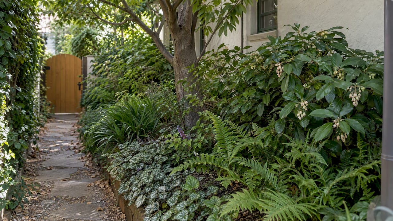 Layered plants in a shaded Pasadena garden