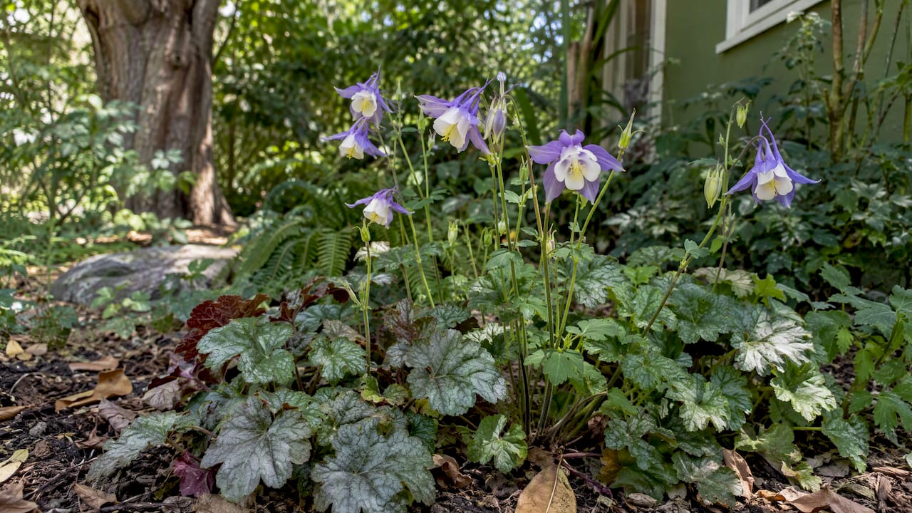 Columbine flowers above evergreen heuchera foliage